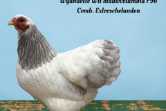 107-Mooiste-dwerghoen-op-1-na-Wyandotte-Wit-blauwcolumbia-F96-Comb.-Exlooschelanden-tekst