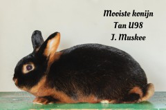 115-Mooiste-konijn-Tan-U98-J.-Muskee-tekst