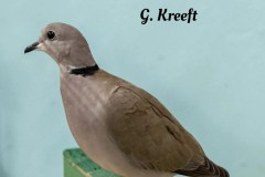 16-Mooiste-siervogel-op-1-na-Lachduif-Wildkleur-U97-G.-Kreeft-tekst