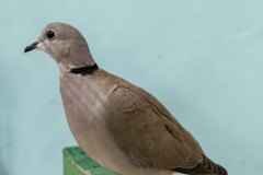 16-Mooiste-siervogel-op-1-na-Lachduif-Wildkleur-U97-G.-Kreeft