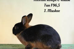 172-Mooiste-konijn-C-klasse-Tan-F965-J.-Muskee-tekst