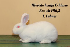 176-Mooiste-konijn-C-klasse-Rex-wit-F965-T.-Fuhner-tekst-kopie