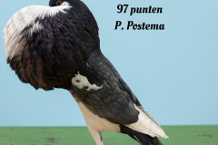 211-Mooiste-sierduif-op-1-na-Norwich-Kropper-andalusier-97-punten-P.-Postema-tekst