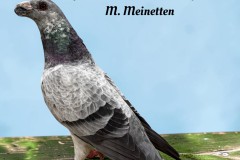 252-Mooiste-sierduif-op-2-na-Dragoon-blauwschimmel-96-punten-M.-Meinetten-tekst