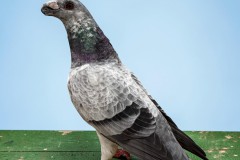 252-Mooiste-sierduif-op-2-na-Dragoon-blauwschimmel-96-punten-M.-Meinetten