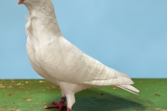275-Figurita-wit-96-punten-Dustin-Drenthen-AI