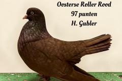 306-Mooiste-sierduif-Oosterse-Roller-Rood-97-punten-H.-Gubler-tekst