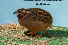6-Mooiste-siervogel-Frankolijnkwartel-Wildkleur-U97-D.-Stadman-Tekst