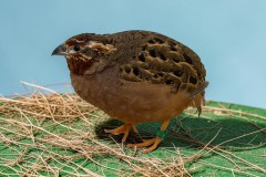 6-Mooiste-siervogel-Frankolijnkwartel-Wildkleur-U97-D.-Stadman