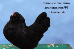 68-Mooiste-dwerghoen-Antwerpse-Baardkriel-zwart-hen-jong-F96-J.-Lamberink-tekst