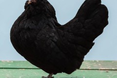 68-Mooiste-dwerghoen-Antwerpse-Baardkriel-zwart-hen-jong-F96-J.-Lamberink
