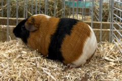 Cavia-1