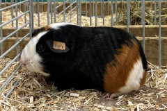 Cavia-2