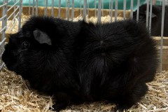 Cavia-3