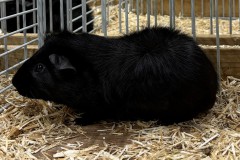 Cavia-4
