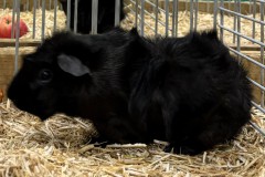 Cavia-5