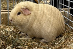 Cavia-7