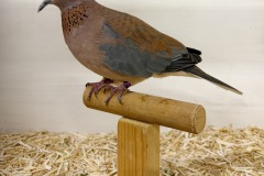 Siervogels-1