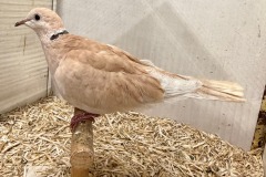 Siervogels-16