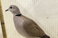 Siervogels-17