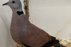 Siervogels-2