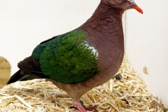 Siervogels-3