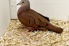 Siervogels-4