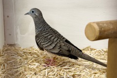 Siervogels-5