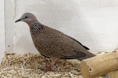 Siervogels-6