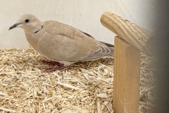 Siervogels-7