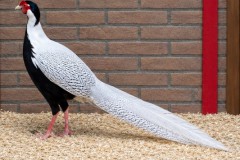Zilverfazant