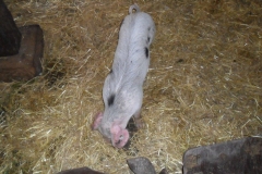 SAM_0395