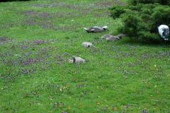 Walsrode-16-07-2005-004