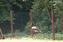 Walsrode-16-07-2005-005