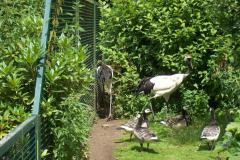 Walsrode-16-07-2005-010
