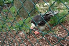 Walsrode-16-07-2005-011