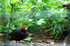 Walsrode-16-07-2005-019